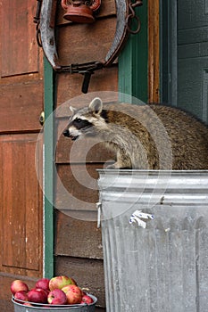 Raccoon (Procyon lotor) Leans Left Out of Garbage Can Over Apples