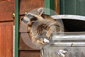 Raccoon (Procyon lotor) Leans Out of Garbage Can With Marshmallow in Paws