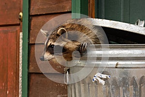 Raccoon (Procyon lotor) Leans Out of Garbage Can to the Left