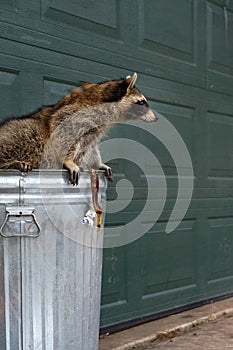 Raccoon (Procyon lotor) Leans Out of Garbage Can to Right in Front of Garage