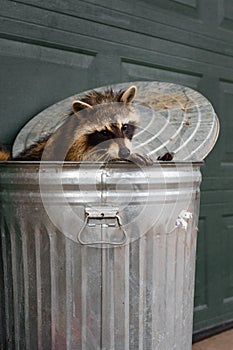Raccoon (Procyon lotor) Looks Back Over Rim of Garbage Can