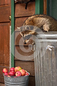 Raccoon (Procyon lotor) Looks Down at Bucket of Apples