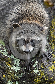 Raccoon Procyon lotor Looks Down Tree Autumn