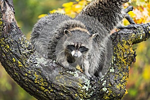 Raccoon Procyon lotor Looks Down From Tree Autumn