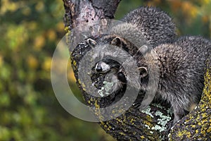 Raccoon Procyon lotor Looks at Other in Tree Autumn