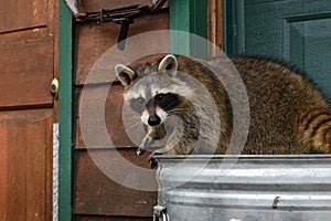 Raccoon (Procyon lotor) Looks Out From Atop Garbage Can