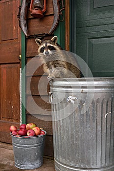 Raccoon (Procyon lotor) Looks Out From Atop Garbage Can with Bucket of Apples