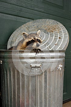 Raccoon (Procyon lotor) Looks Out of Garbage Can Lid in Background