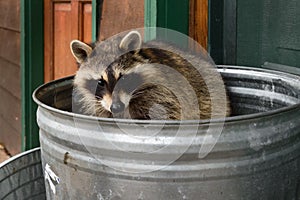 Raccoon (Procyon lotor) Looks Out From Inside of Garbage Can