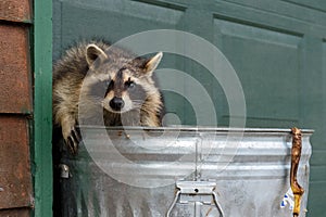Raccoon (Procyon lotor) Looks Out of Trash Can Banana Peel Hanging