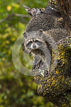 Raccoon Procyon lotor Looks Out From Tree 2nd Behind Autumn