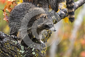 Raccoon Procyon lotor Looks Out From Tree Second in Background Autumn