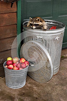 Raccoon (Procyon lotor) Looks Over Edge of Can at Bucket of Apples