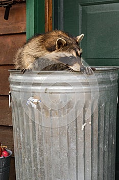Raccoon (Procyon lotor) Looks Right and Down From Inside of Garbage Can