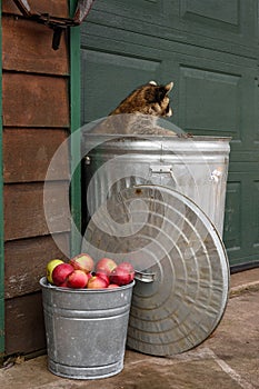 Raccoon (Procyon lotor) Looks Right From Inside Garbage Can