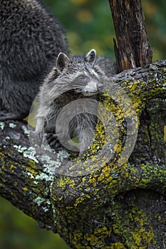 Raccoon Procyon lotor Looks Right Over Tree Branch Autumn