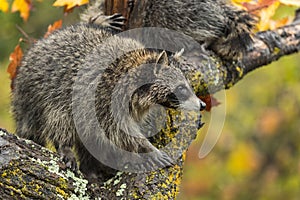 Raccoon Procyon lotor Looks Right From Tree Second in Background Autumn