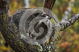 Raccoon Procyon lotor Looks Up at Fellow in Tree Autumn