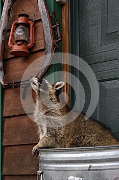 Raccoon (Procyon lotor) Looks Up at Lantern From Trash Can