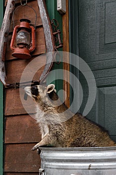 Raccoon (Procyon lotor) Looks Up at Red Lantern From Garbage Can