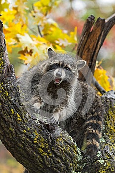 Raccoon Procyon lotor Mouth Open Looks Out From Tree Autumn