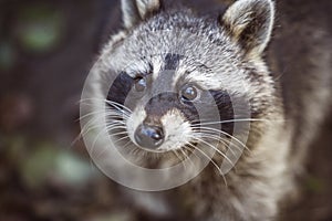 Raccoon Procyon lotor in nature