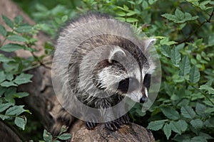 Raccoon Procyon lotor