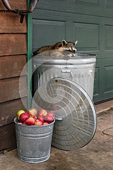 Raccoon (Procyon lotor) One Paw on Edge of Garbage Can