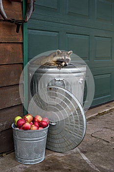 Raccoon (Procyon lotor) Paw on Edge of Garbage Can Looks Out