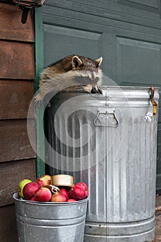 Raccoon (Procyon lotor) Paw on Side of House Inside Trash Can