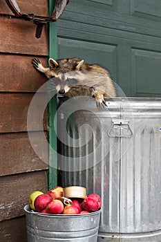 Raccoon (Procyon lotor) Paw on Wall Looks Down at Apples in Can