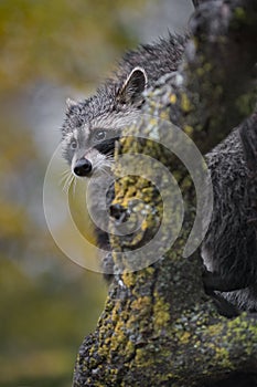Raccoon Procyon lotor Peeps Around Tree Autumn