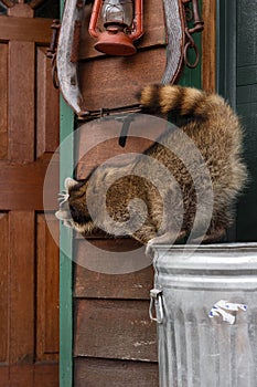 Raccoon (Procyon lotor) Peers Into Ajar Garage Door From Top of Garbage Can