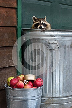 Raccoon (Procyon lotor) Peers Over Top of Trash Can Apples Below