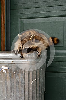 Raccoon (Procyon lotor) Perched on Top of Garbage Can