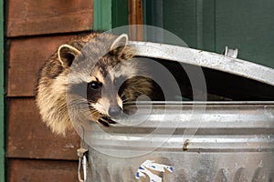 Raccoon (Procyon lotor) Pokes Head Out of Lidded Garbage Can