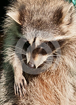 The raccoon Procyon lotor