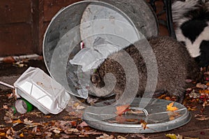 Raccoon (Procyon lotor) Raids Trash Can with Skunk in Background