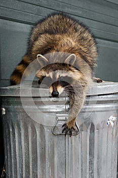 Raccoon (Procyon lotor) Reaches Down Grabbing Handle