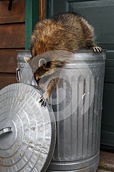 Raccoon (Procyon lotor) Reaches Down to Grab Can Lid