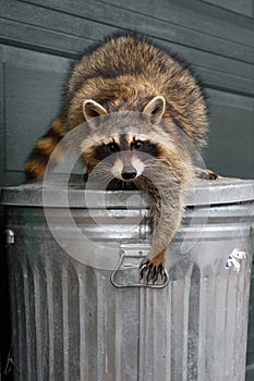 Raccoon Procyon lotor Reaches Down to Grab Handle of Garbage Can