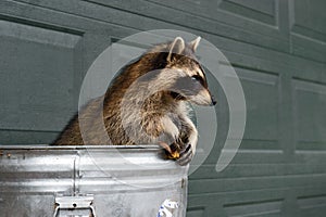 Raccoon (Procyon lotor) Sits Up in Trash Can Holding Banana Peel