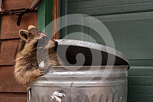 Raccoon (Procyon lotor) Sitting in Garbage Can With Marshmallow Looks Right Ears Back