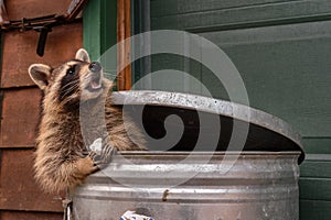 Raccoon (Procyon lotor) Sitting in Garbage Can With Marshmallow Looks Up