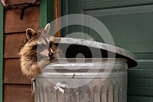 Raccoon (Procyon lotor) Sitting in Garbage Can Nibbles on Marshmallow