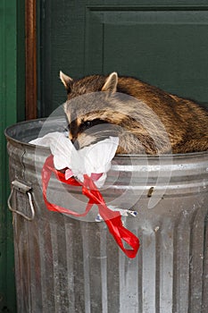 Raccoon (Procyon lotor) Sniffs at Garbage Bag