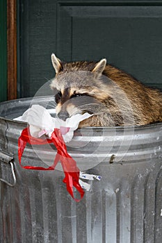 Raccoon (Procyon lotor) Sniffs at Garbage Bag in Can