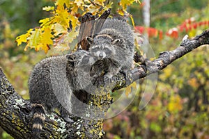 Raccoon Procyon lotor Sniffs at Mouth of Second in Tree Autumn