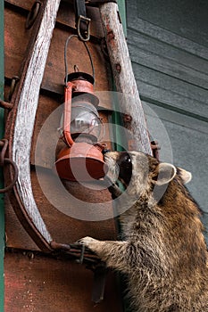 Raccoon (Procyon lotor) Sniffs at Red Lantern