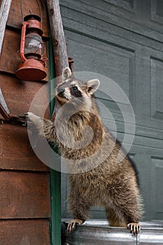 Raccoon (Procyon lotor) Stands on Garbage Can Hangs on Harness Strap